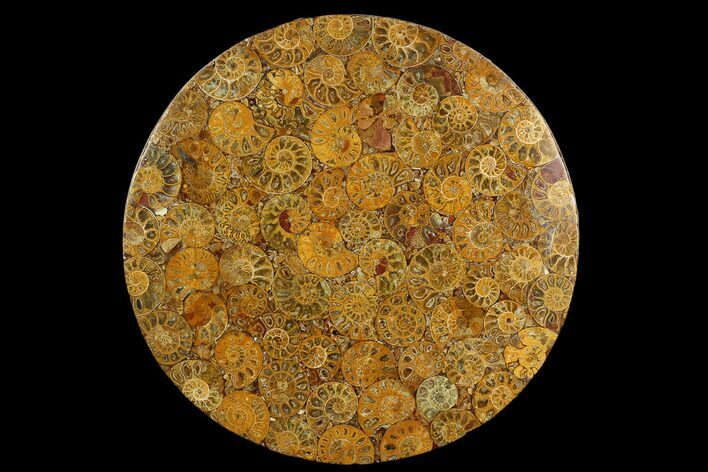 Composite Plate Of Agatized Ammonite Fossils #130582